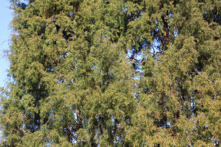 Juniperus rigida (temple juniper) treeの写真素材