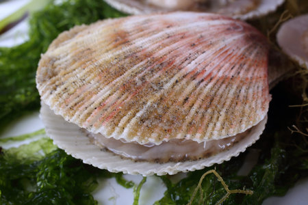 Scallops on alga bckground. Fresh sea foodの写真素材