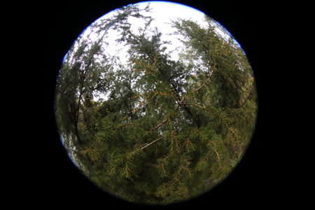 Juniperus rigida (temple juniper) tree. Circular fisheye photo