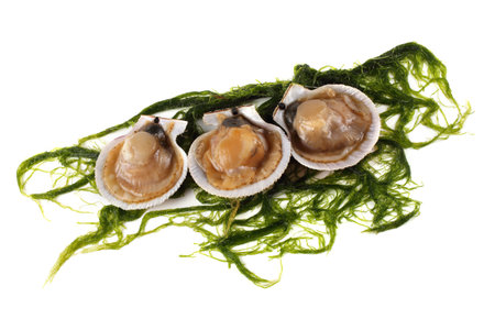 Opened scallops and alga isolated on white