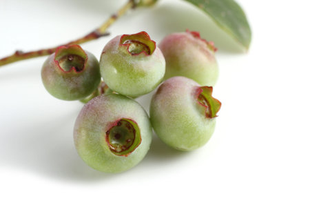 Unripe blueberries cluster isolated on whiteの写真素材