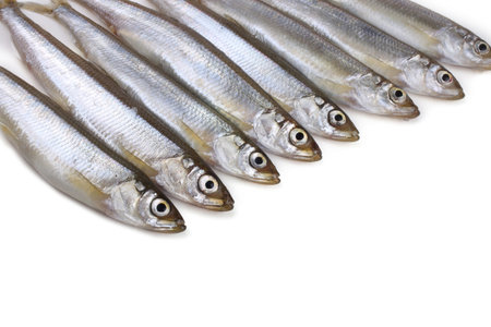 Smelt fishes isolated on white