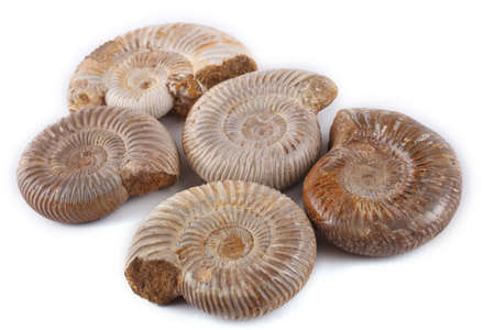 Ammonites isolated on whiteの写真素材