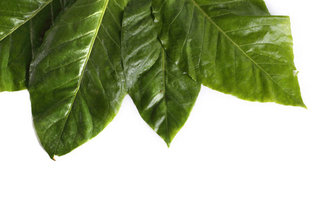 Tobacco leaves isolated on white