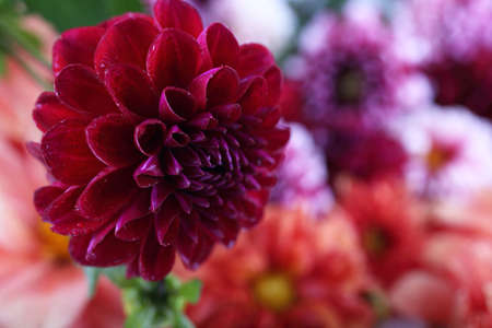 Dahlia flower and bokeh flowers backgroundの写真素材