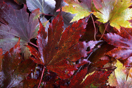 Multicolor autumn leaves