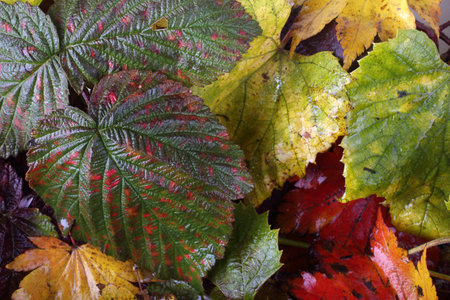 Multicolor autumn leaves