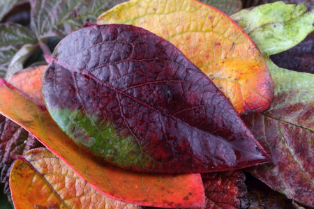 Multicolor autumn blueberries leaves