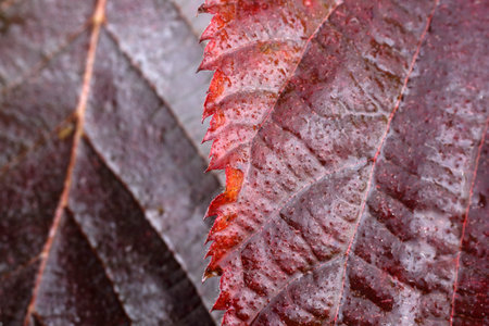 Autumn blackberry leaves. Macro
