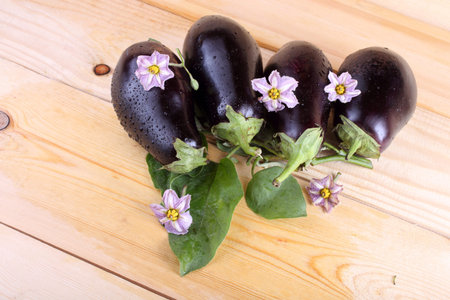 Eggplants on table. Aubergine harvestの写真素材
