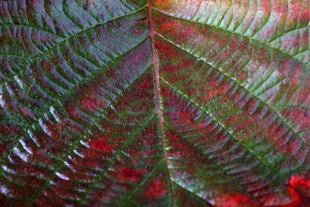 Autumn  blackberry leaf. Macro