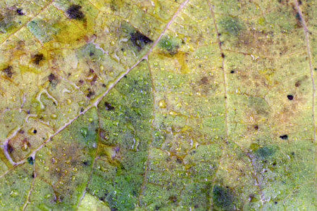 Autumn grape leaf. Macro