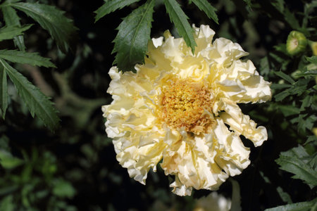 White growing marigold in garden