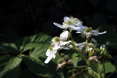 Blackberry blossom. White flowers on plantの写真素材