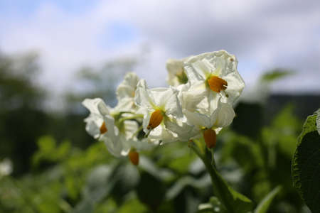 White potato flowers on plantの写真素材