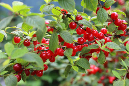Nanking cherry. Far eastern delicacyの写真素材