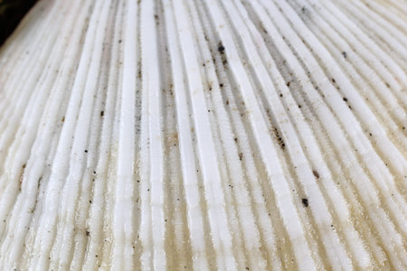 Scallop background. Fresh sea food. Macro