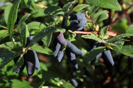 Growing honeyberries. Far Eastern delicacyの写真素材