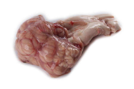 Cow cerebellum isolated on whiteの写真素材
