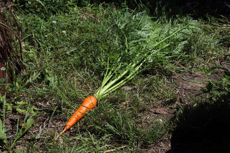Carrot on field. Agricultural backgroundの写真素材