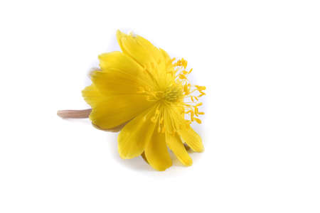 Adonis amurensis. Far eastern yellow snowdropの写真素材