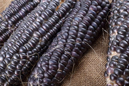 Black corn on bagging. Country style. Harvestの写真素材