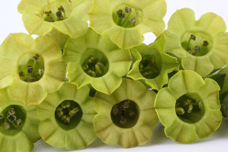Tobacco flowers. Nicotiana rustica variety