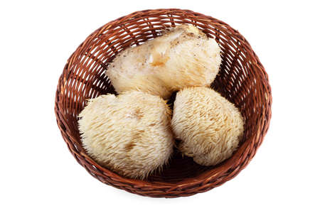 Hericium erinaceus mushroom (monkey head mushroom, bearded tooth fungus, bearded hedgehog mushroom, pom pom, lion's mane mushroom)の写真素材