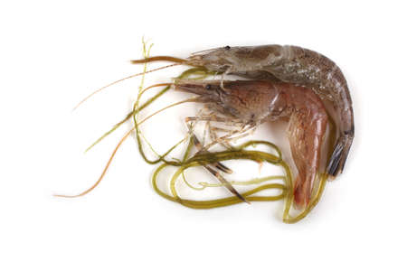Shrimps and algaの写真素材