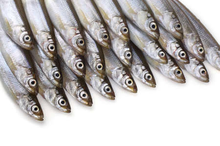 Smelt fishes isolated on whiteの写真素材
