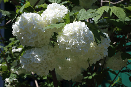 Buldenezh blossom. White flowers