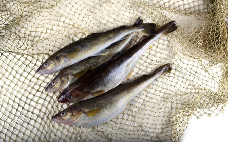 Saffron cod on net