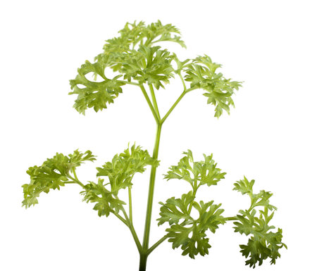 Parsley leaf