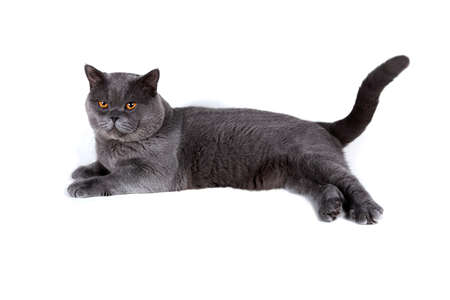 Funny British catの写真素材