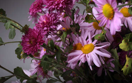 Chrysanthemum flowers. Gray backgroundの写真素材