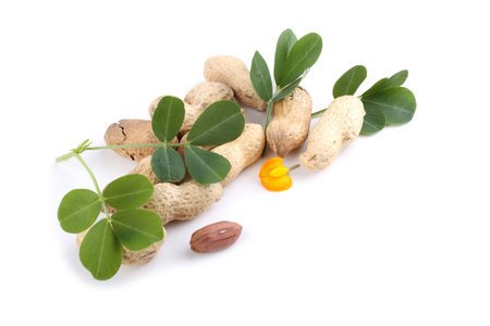 Peanut, leaves and flower on white background