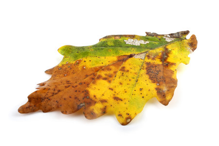Autumn maple leaf