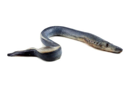 Lamprey fish. Vampire.. It stick to another fishes and drink its blood and eat meat. This fish is delicacy.の写真素材