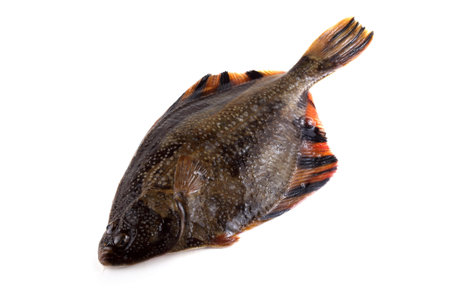 Starry flounder on white background