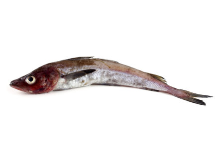 Alaska pollock