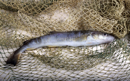 Saffron cod on net