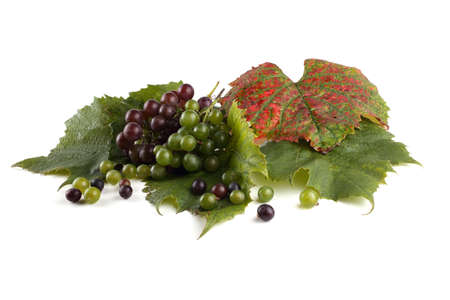 Different color grapeの写真素材