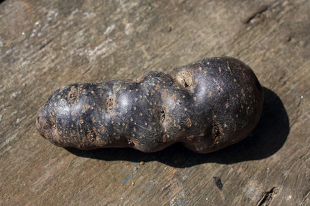 Unusual violet potato. Vitelotte varietyの写真素材
