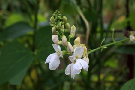 Bean plant with white flowersの写真素材