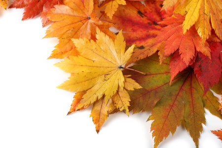 Autumn colorful leaves isolated on white. Backgroundの写真素材