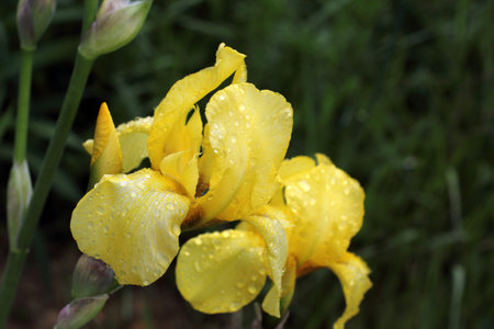 Yellow iris growing in garden after rain