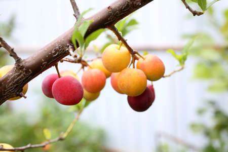 Growing plums. Red and yellow. Harvestの写真素材