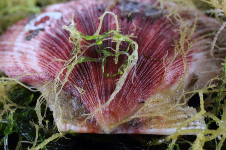 Scallop and alga. Macro background