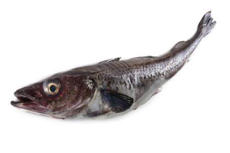Alaska pollock isolated on whiteの写真素材