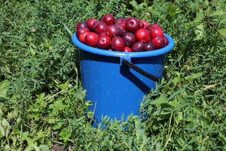 Plums in bucket. Agricultural backgroundの写真素材